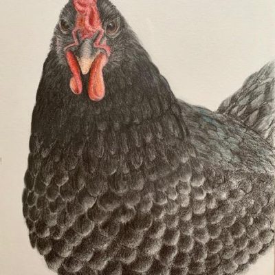 Connie Saems Black Chicken