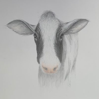 Connie Saems Calf