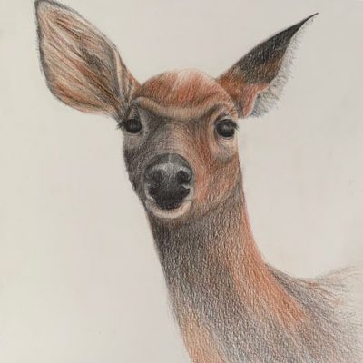 Connie Saems Deer