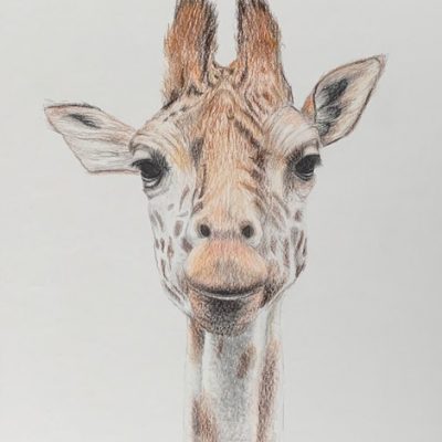 Connie Saems Giraffe