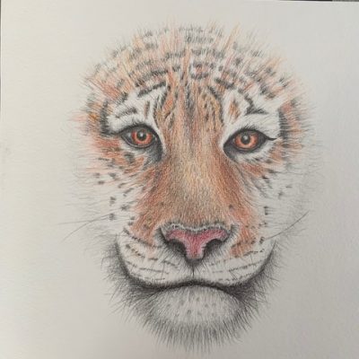 Connie Saems Tiger