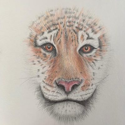 Connie-Saems-Tiger-30x22